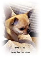 Étalon Chihuahua - South West Unicorn Nouchka