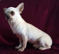 Étalon Chihuahua - Mister paddington Du Secret Des Dieux