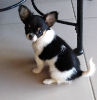 Étalon Chihuahua - Penelope full of love du domaine du neoulous