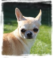 Étalon Chihuahua - Oh yummy des Mille et une Patte