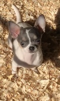 Étalon Chihuahua - Just Phantom Oreo