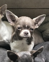 Étalon Chihuahua - Vikki iz goroda olgi