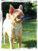 Étalon Chihuahua - shah little puppy Rafael