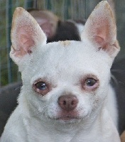 Étalon Chihuahua - Nyzzia D'Arausiaca
