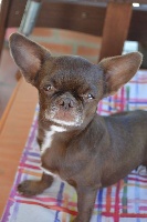 Étalon Chihuahua - Merveille de l eden des petits precieux