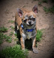 Étalon Chihuahua - Perfecto Des muses du haut forez
