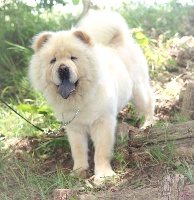 Étalon Chow Chow - Mystic vibrations du Yang tse Kiang