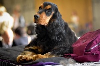 Étalon Cocker Spaniel Anglais - Originale royal Du Domaine Des Rêves Bleus