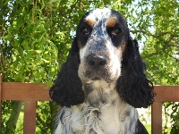 Étalon Cocker Spaniel Anglais - Opale De L'étang Au Miroir