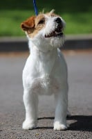 Étalon Jack Russell Terrier - &ouml; ismo lindo (Sans Affixe)