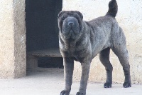 Étalon Shar Pei - Nipone of caniland's dream