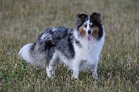 Étalon Shetland Sheepdog - Jeann Du Royaume D'hetland