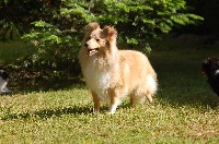 Étalon Shetland Sheepdog - O'my sweet heart De L'odyssée Des Deux Forbans