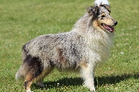 Étalon Shetland Sheepdog - Onjena de l'Angelarde