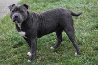 Étalon Staffordshire Bull Terrier - New.delhi Du Domaine Du Doggy Dogs
