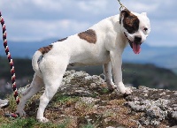 Étalon Staffordshire Bull Terrier - Oban of Knightwood Oak