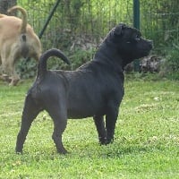 Étalon Staffordshire Bull Terrier - Olive black Du Lor'molosses