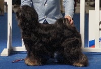 Étalon Terrier Tibetain - wanted nice dog's Aniyah lamleh aka aniyah