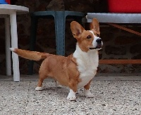 Étalon Welsh Corgi Cardigan - CH. Hopcyn red boy Of saint hilaire'spark