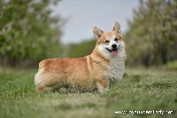 Étalon Welsh Corgi Pembroke - Royal crown of pennies from heaven