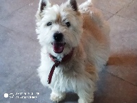 Étalon West Highland White Terrier - Noisette La Seigneurie Du Domaine D'Eole