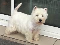 Étalon West Highland White Terrier - Miss madyson des Olipins