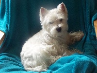 Étalon West Highland White Terrier - Osez josephine Du Clan Des Blue Moon