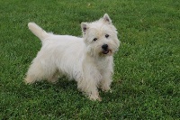 Étalon West Highland White Terrier - Harry potter d'Emozioni Breizh