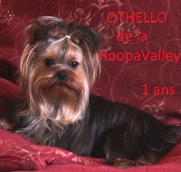 Étalon Yorkshire Terrier - Othello De la hoopa valley