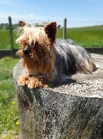 Étalon Yorkshire Terrier - Iness Des Z'amours De Beausejour