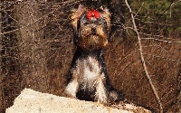 Étalon Yorkshire Terrier - luxury magic Merry jane