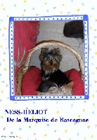 Étalon Yorkshire Terrier - Ness-heliot de la Marquise de Rascagnac