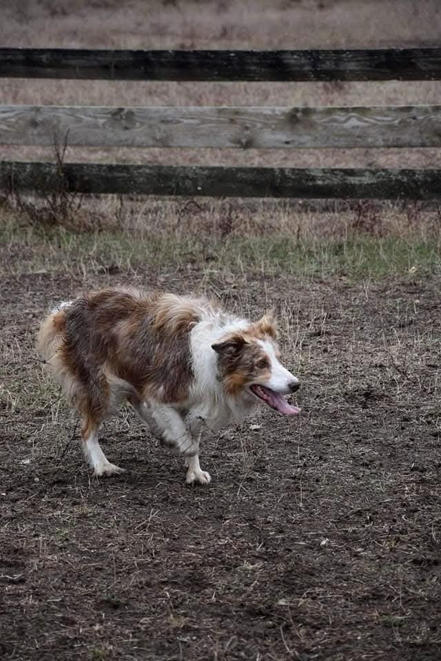 Les Border Collie de l'affixe   Des Vives Etoiles D’Argent