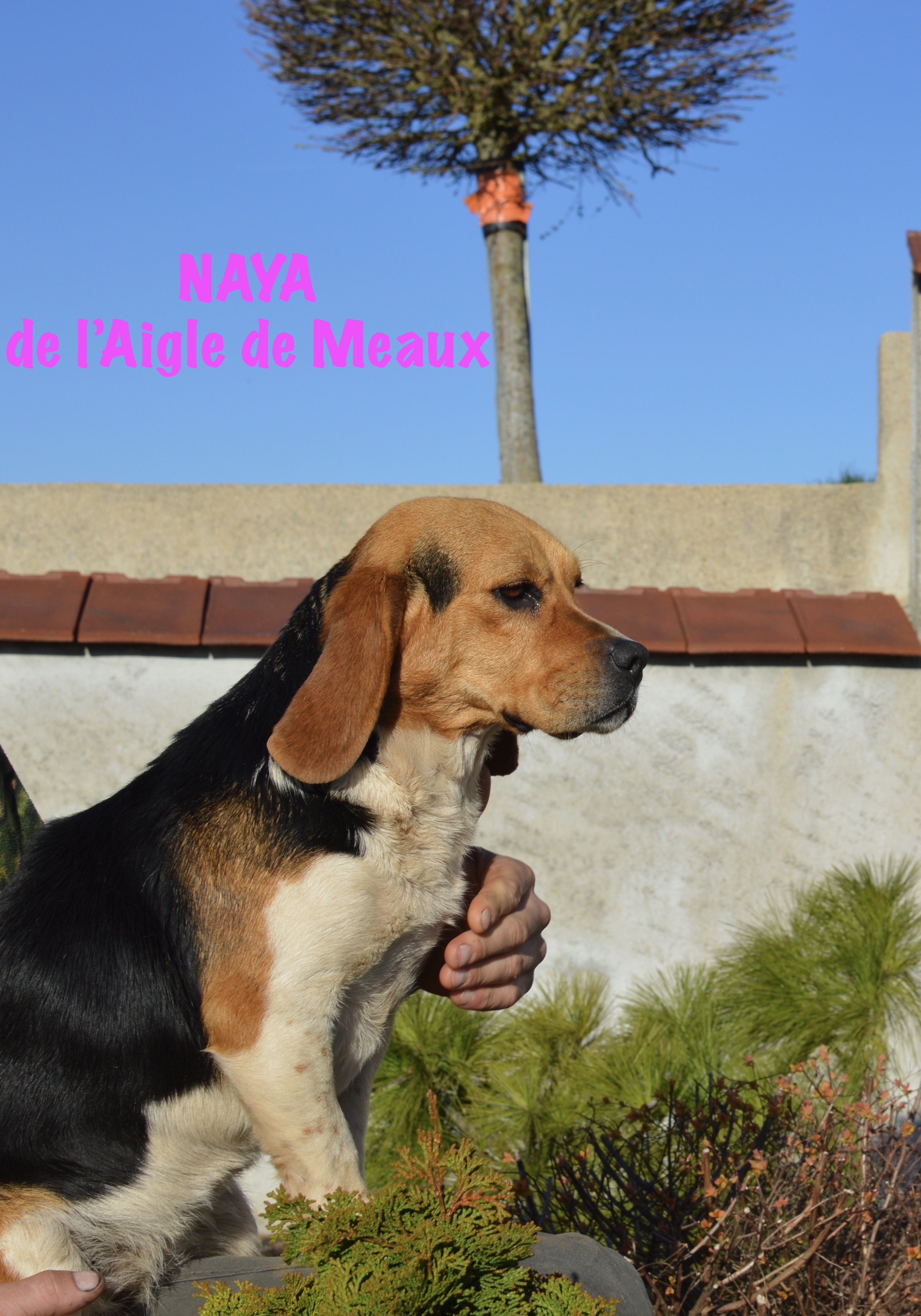 Chien Elevage De Laigle De Meaux Eleveur De Chiens