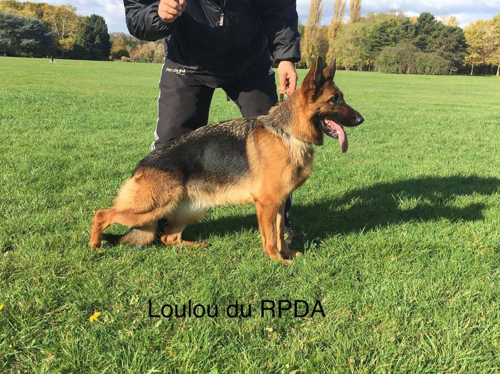 Chien Berger Allemand Nord Pas De Calais Le Repaire Du Berger Allemand Www Lerepairedubergerallemand Fr