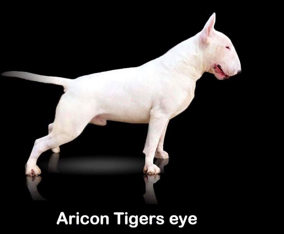 Aricon Tigers eye