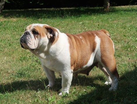 Les Bulldog Anglais de l'affixe   De L'Esprit Céleste
