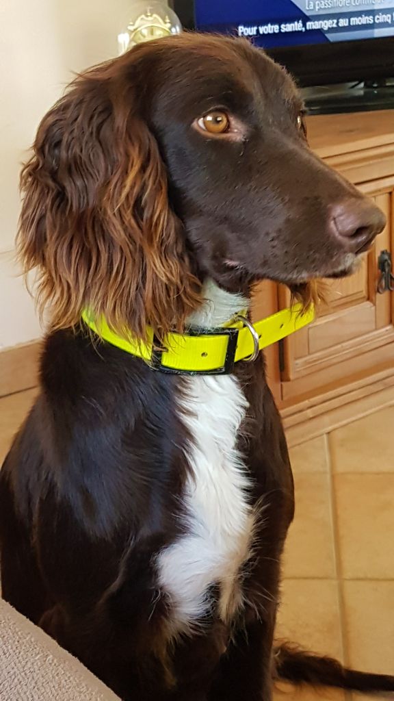 Standard Officiel De Chien Fci Scc De La Race Canine Chien