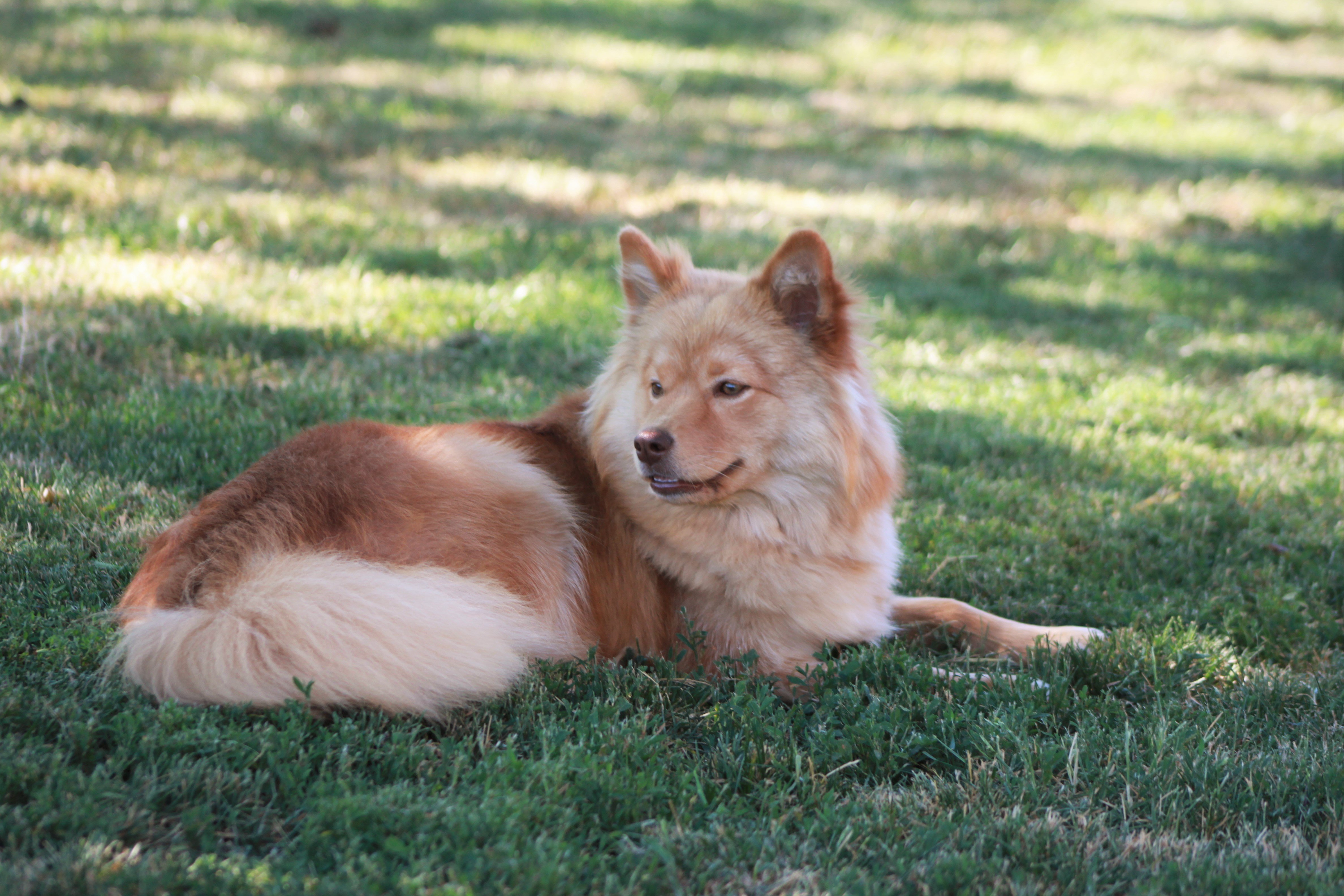 Les Chien finnois de Laponie de l'affixe   de la noisetterie