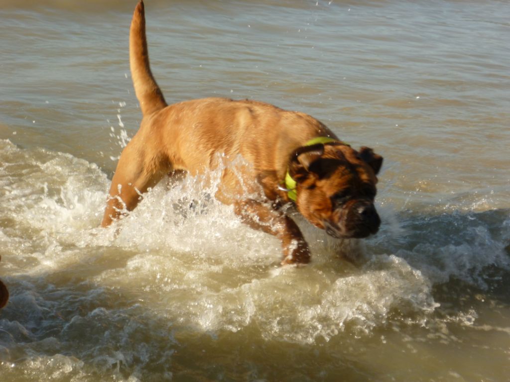 Les Dogue de Bordeaux de l'affixe   des Quatre Pattes du Paradis