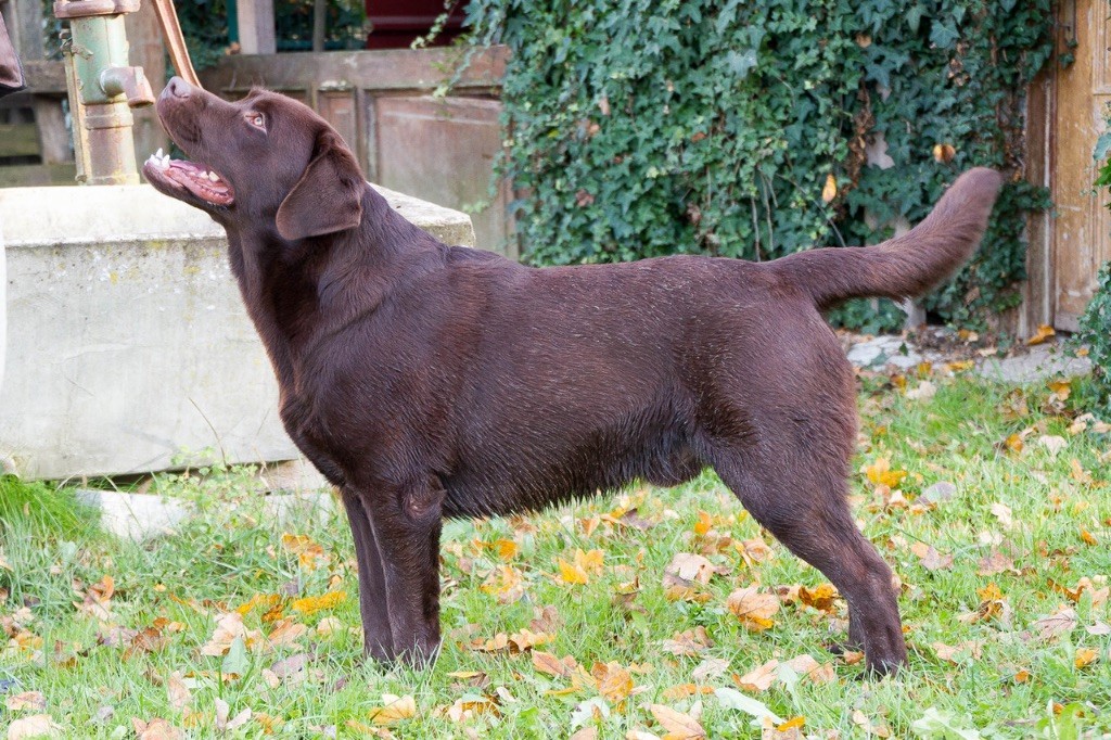 CH. Lupo di fiocchi e gocce