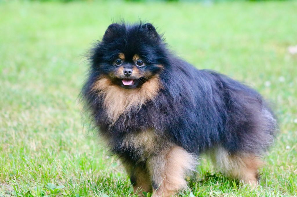 Les Spitz allemand de l'affixe   du domaine de la Tournelle