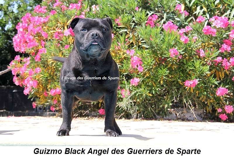 Guizmo black angel des guerriers de Sparte