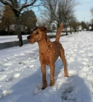 Étalon Irish Terrier - Beddy Gelert Gatsby