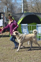 Étalon Berger d'Anatolie - CH. The Legend Of Kangal Neron the legend of kangal