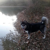 Étalon Alaskan Malamute - Nicky (Sans Affixe)