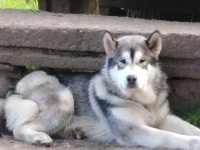 Étalon Alaskan Malamute - Ouyak Of Legends Inupiak