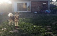 Étalon Alaskan Malamute - Nordic lover De La Tundra d'Alaska