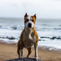 Étalon American Staffordshire Terrier - nine to five California chrome