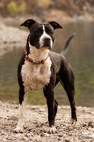 Étalon American Staffordshire Terrier - Nathy pretty girl of First Story